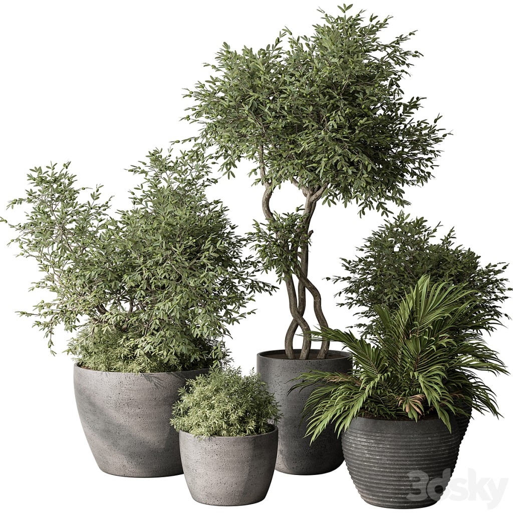 Outdoor Plant Set 393 - Plant Set in Concrete Pot