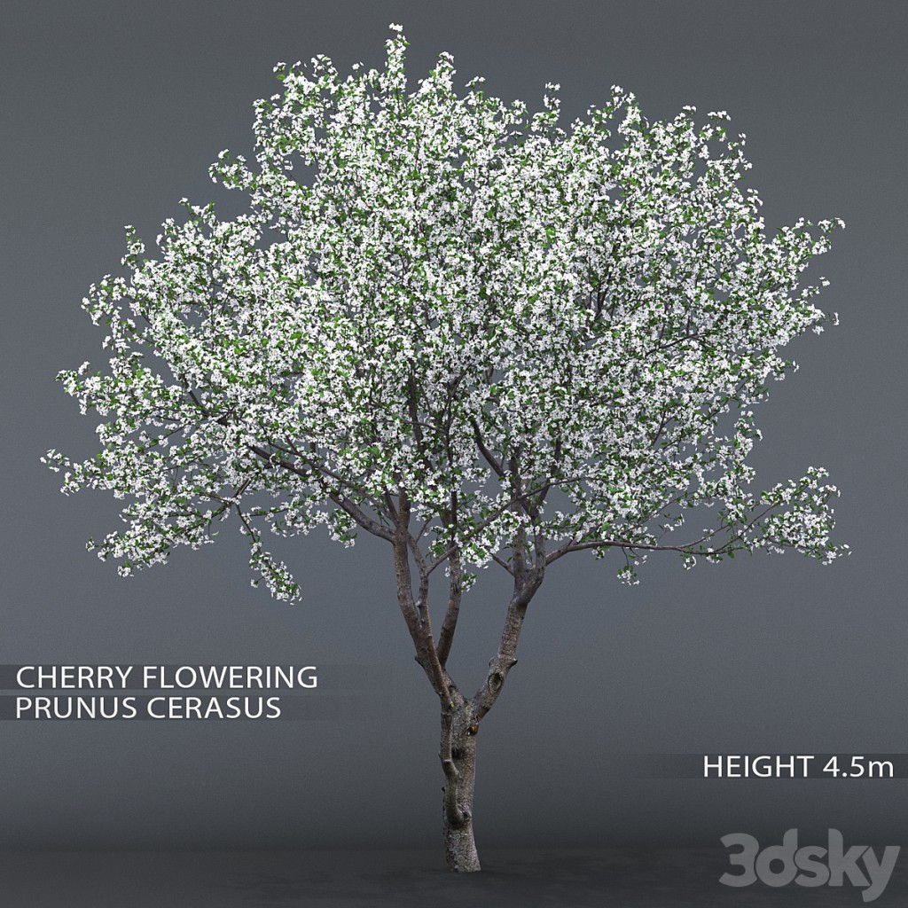 Cherry-tree flowering (Cerasus) # 1