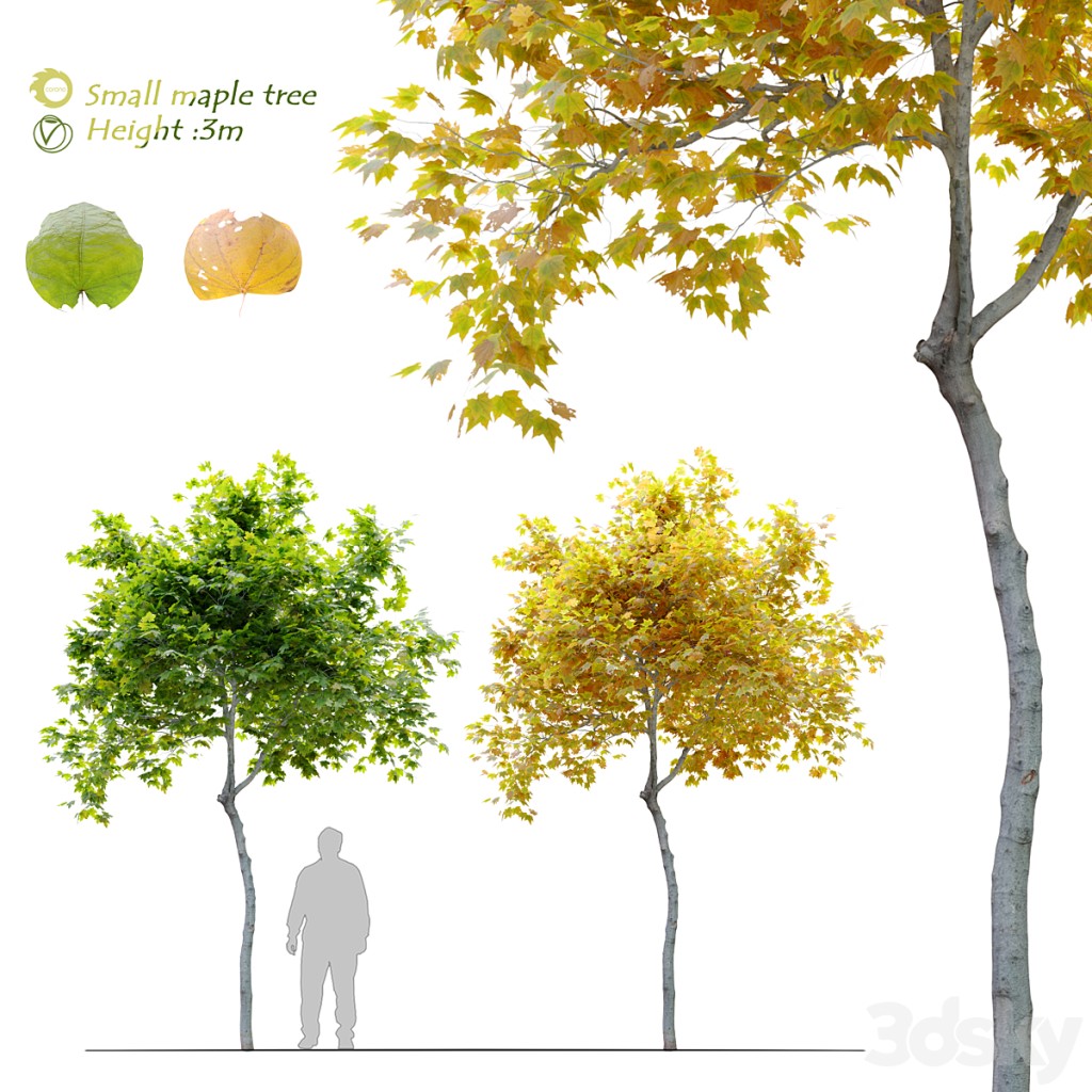 Small maple tree