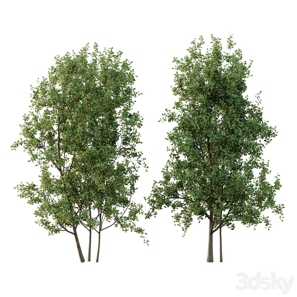 Ilex Mucronata Plant Mountain holly 05 (2 trees)