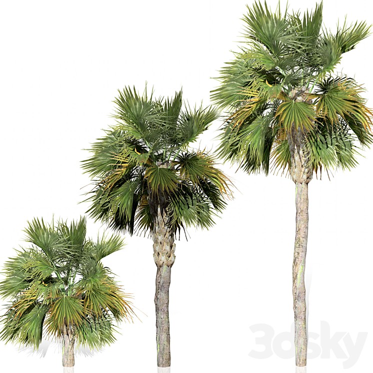 Palm 02