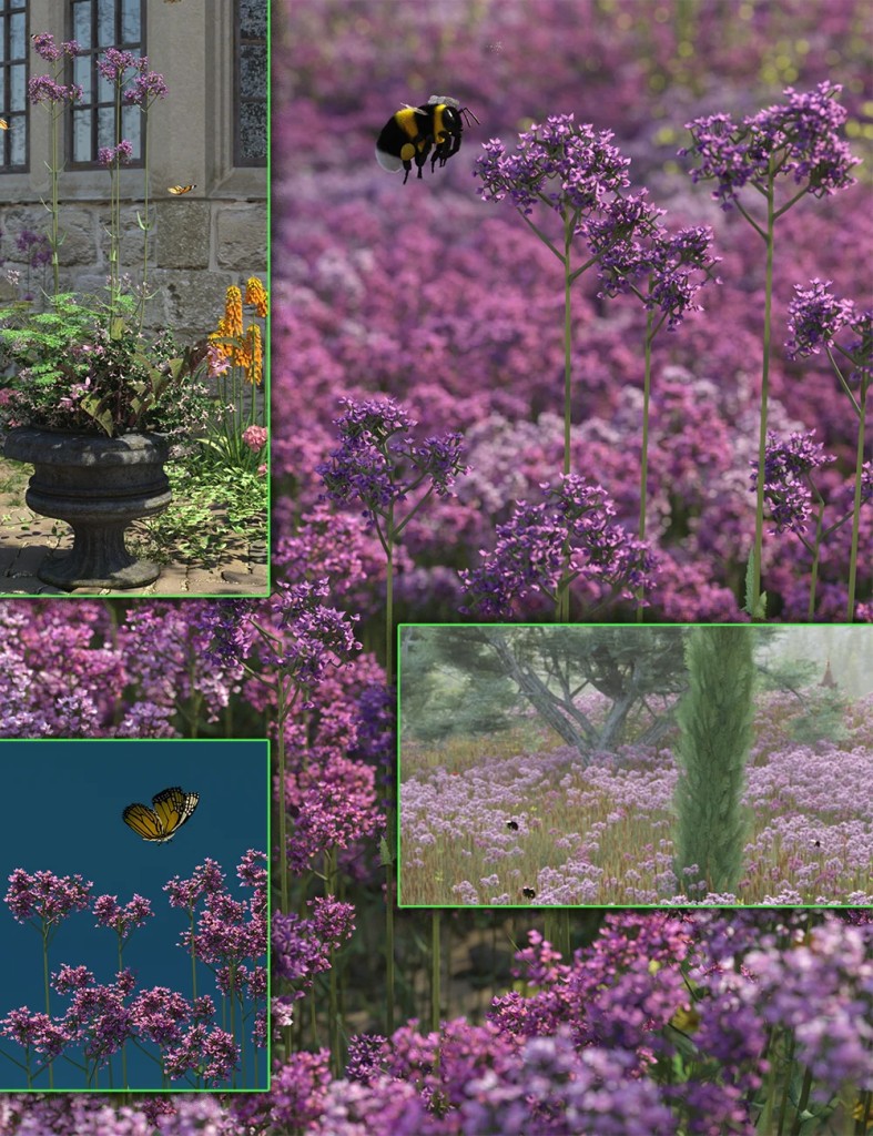 Verbena Bonariensis - Garden and Grassland Flowers