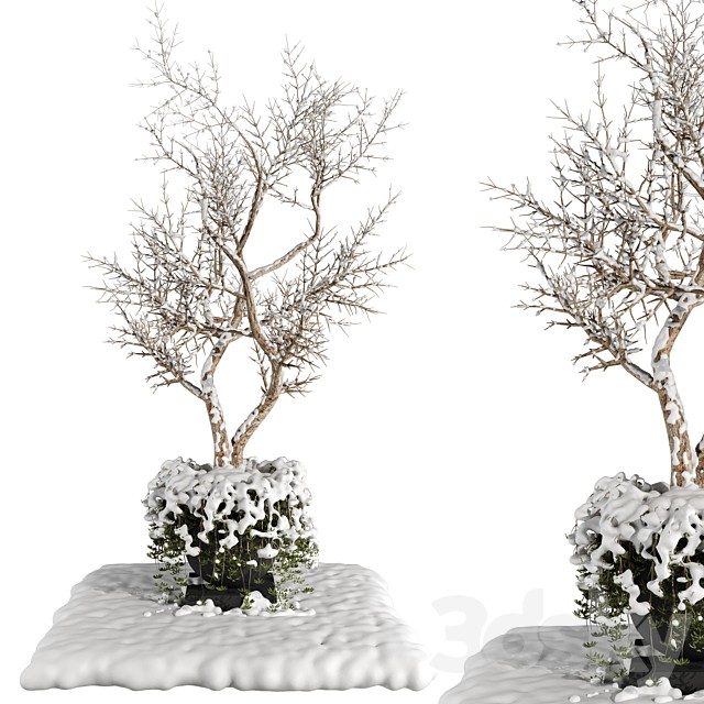 Outdoor Plants 2  Snow