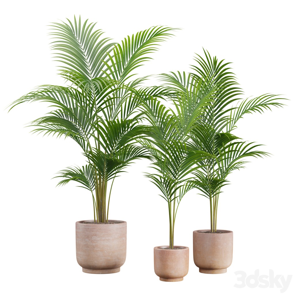Terracota Pot Areca Set
