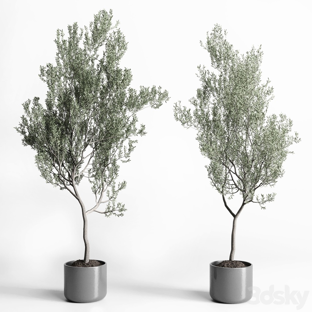 Olive Tree in concrete vase indoor collection 188