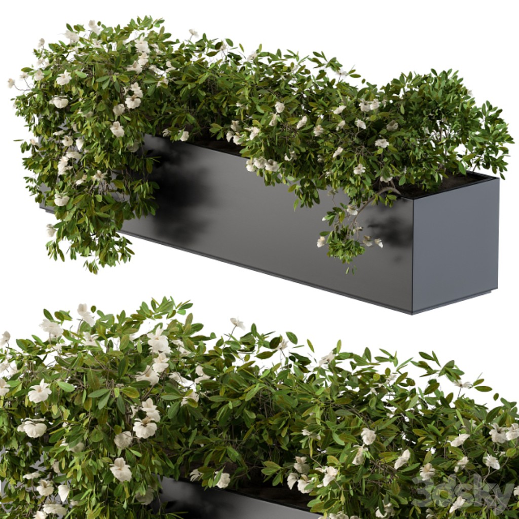 Modern Planter Box White Flower