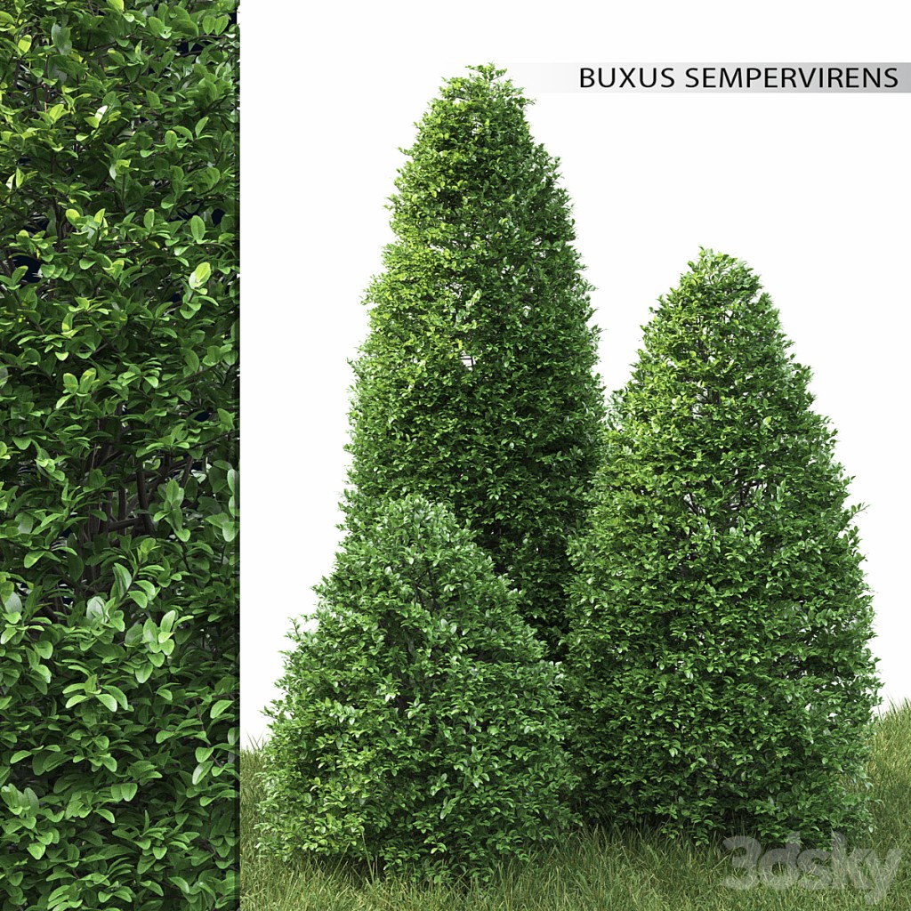 Buxus