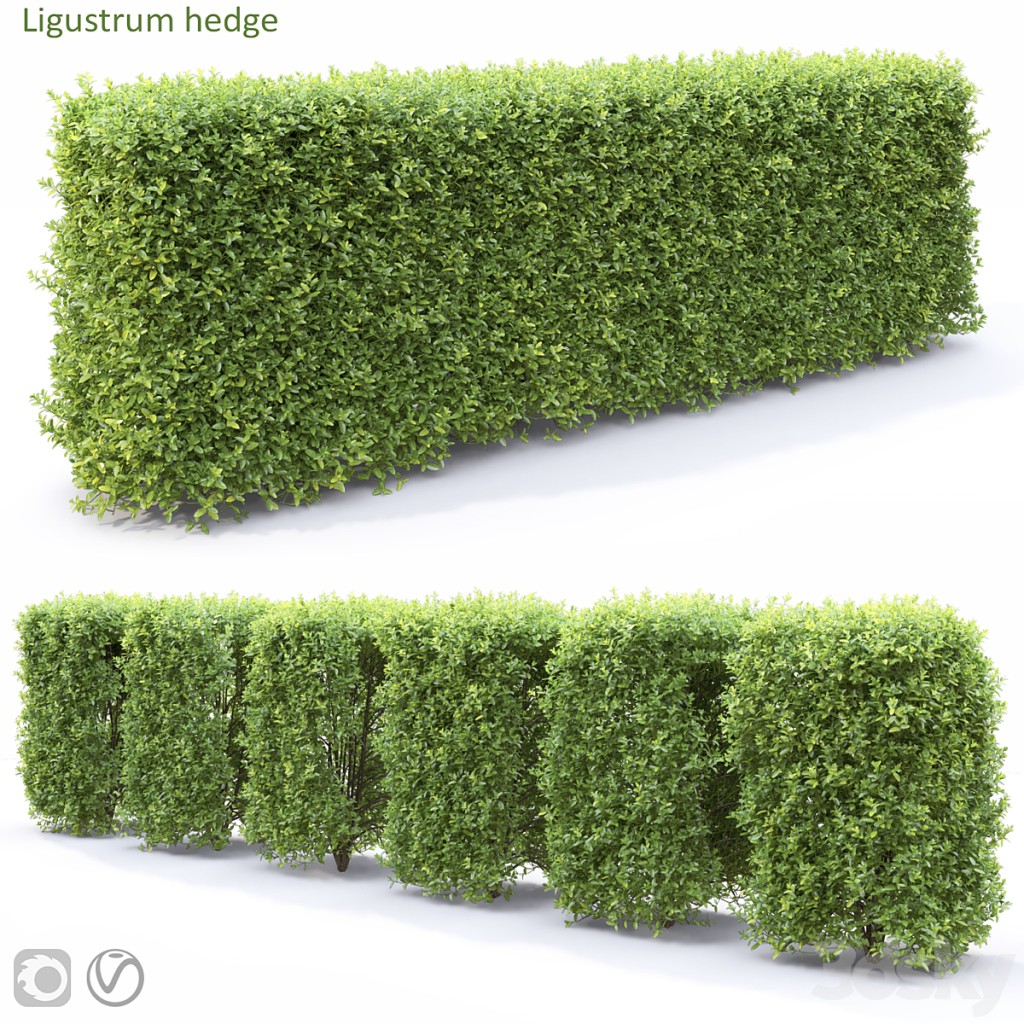 Ligustrum