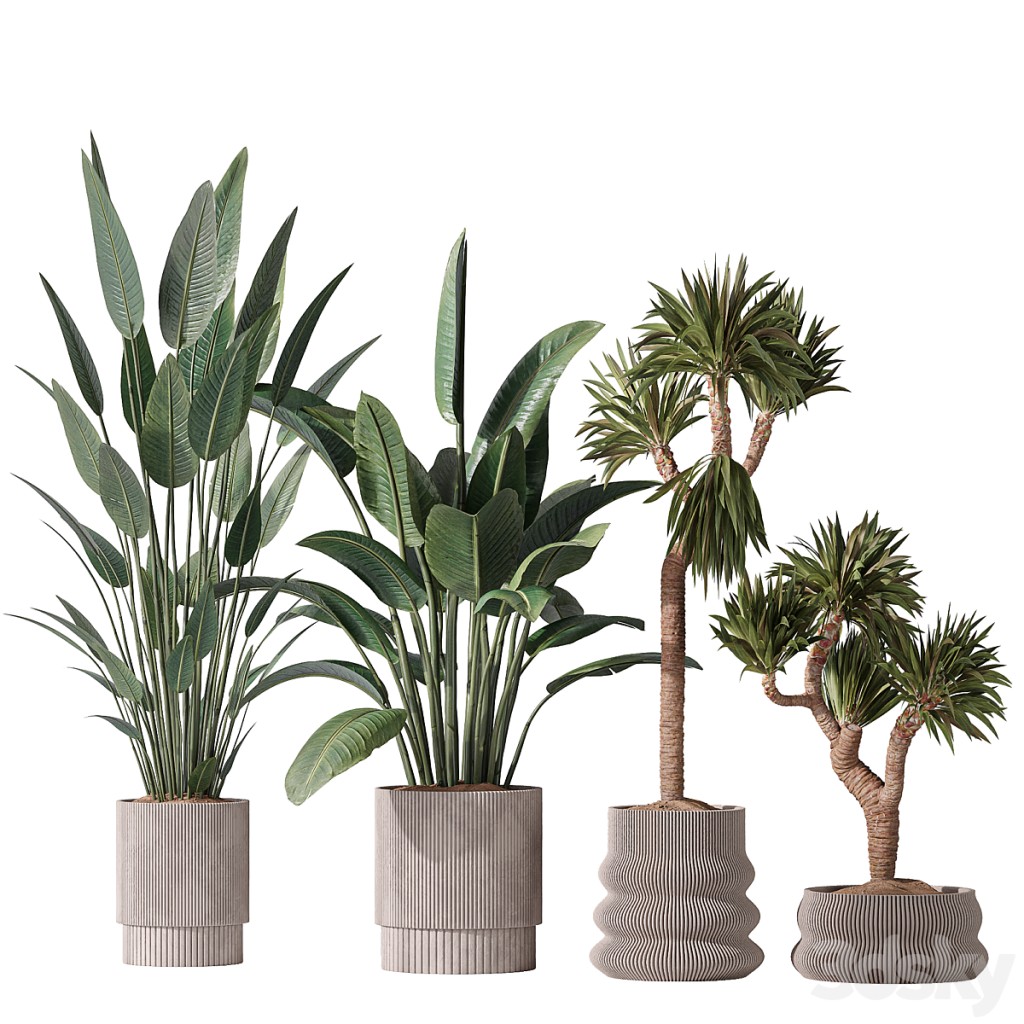 ParadiseBird and Elephantipes Gigantea Vase 08