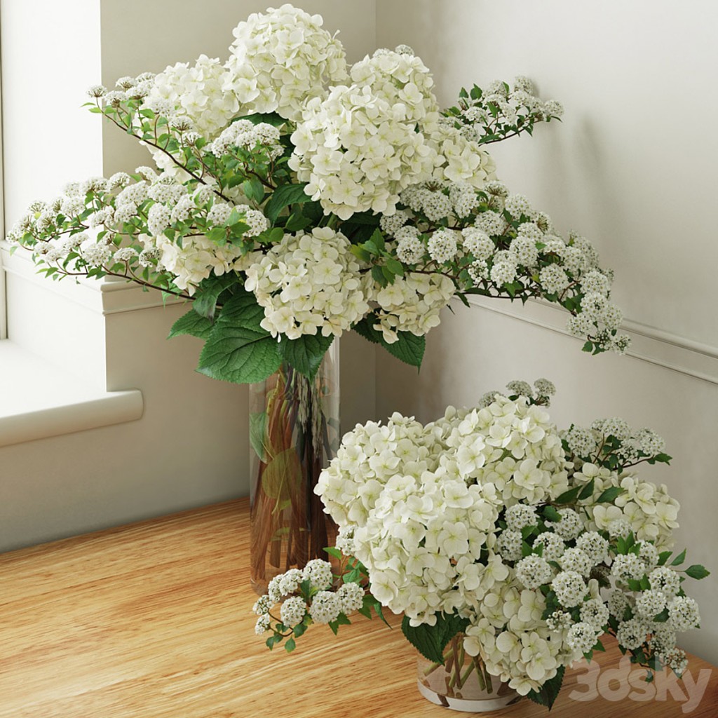 Hydrangea 2