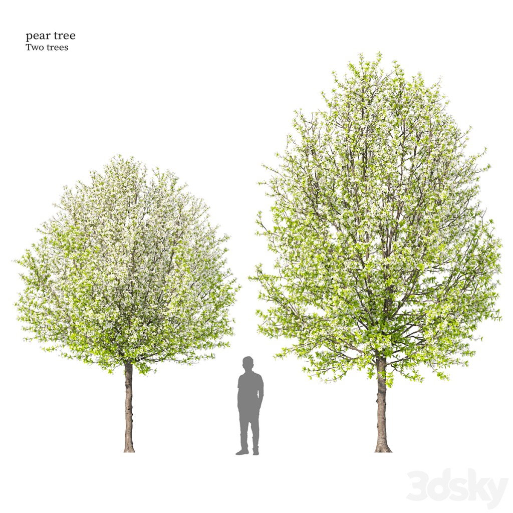 Pear tree 04