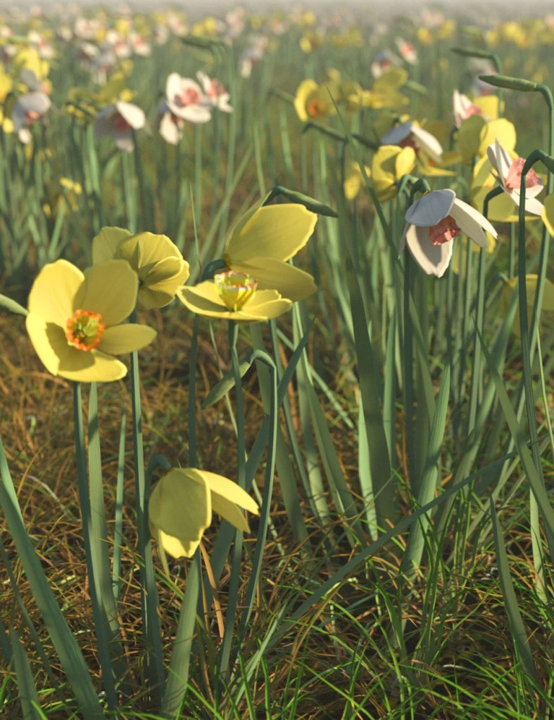 Spring Flowers – Narcissus