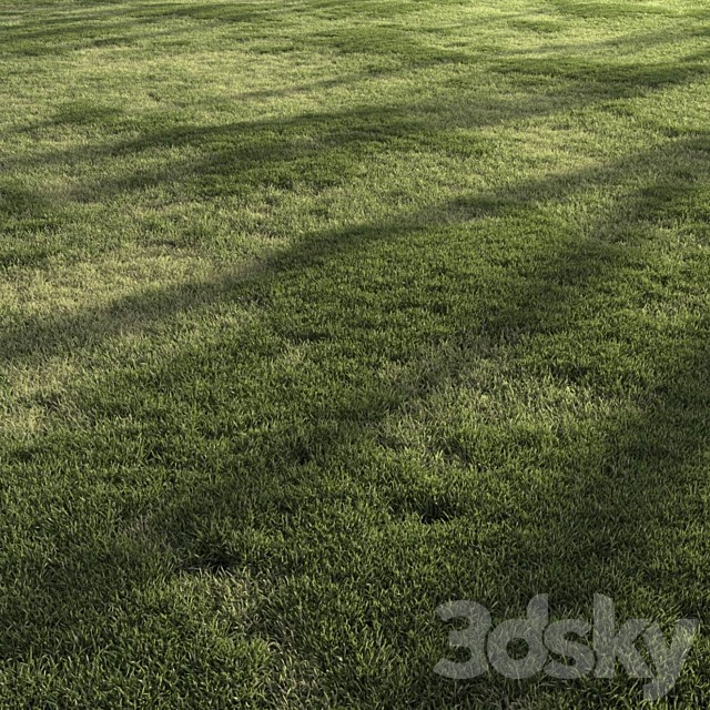 Forest Grass 4