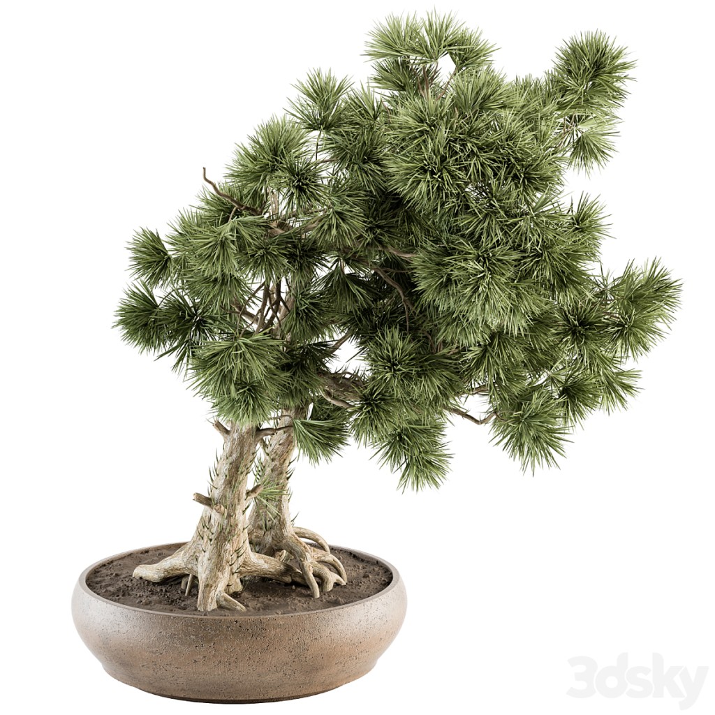 Pine Plant Bonsai - Indoor Plants 346