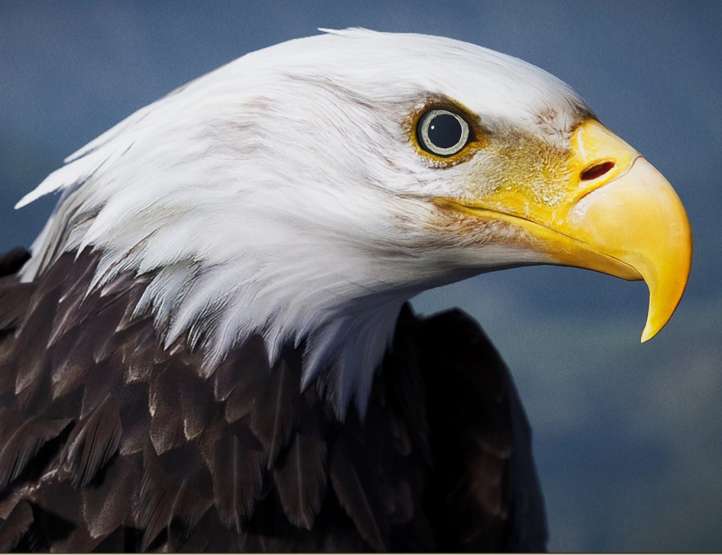 Animalia – Bald and Golden Eagle
