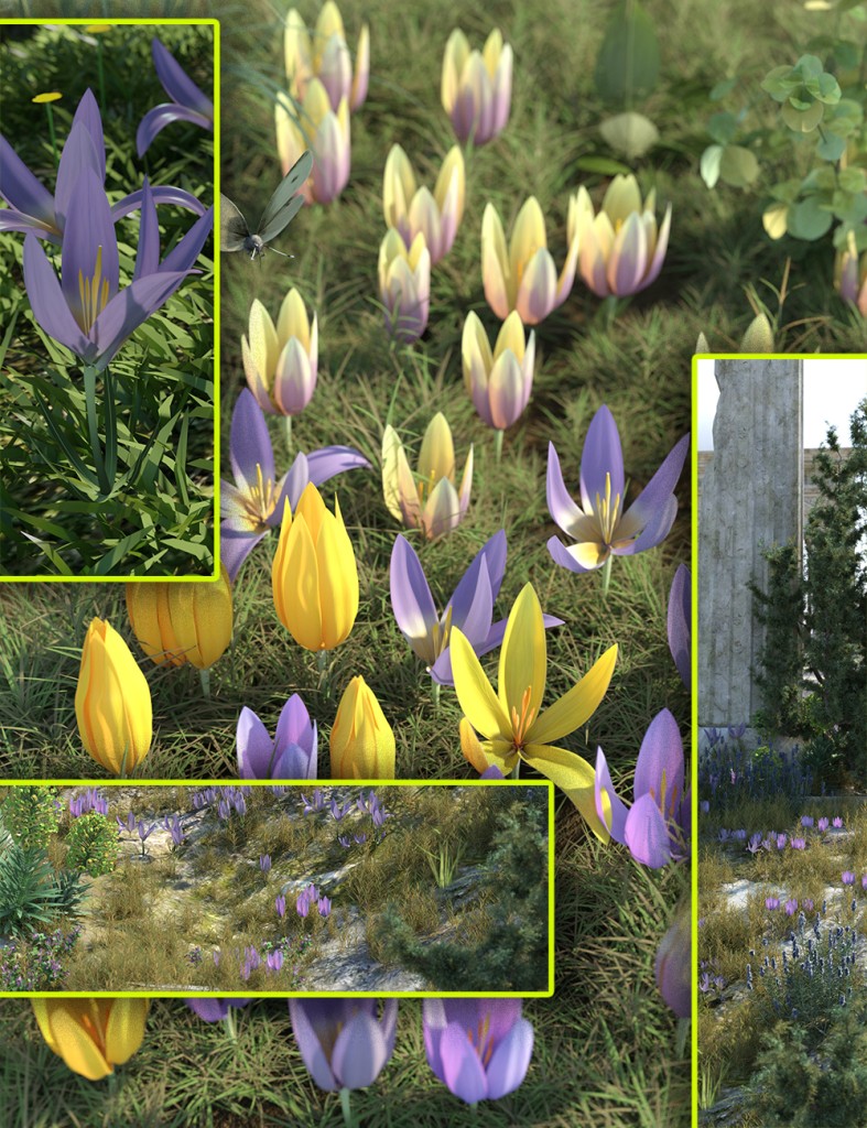 Crocus Plants – Spring Flowers