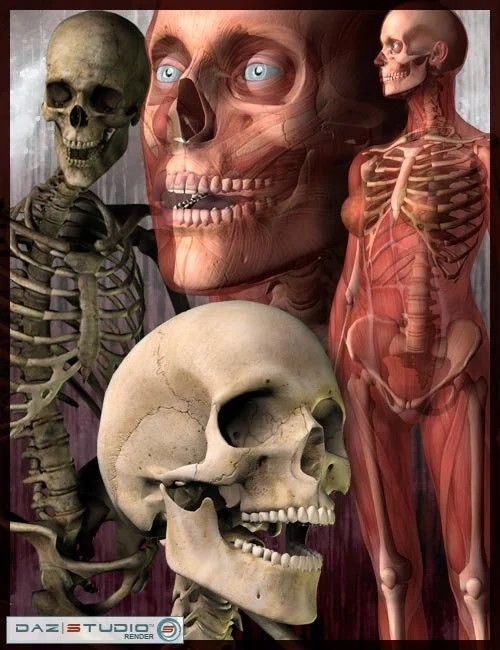 Victoria 3 and Michael 3 Skeletons