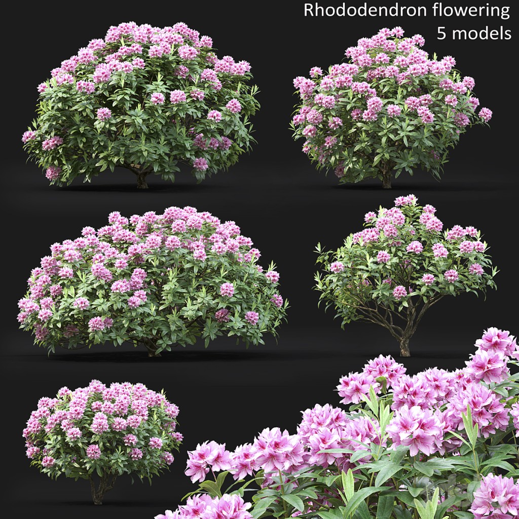 Rhododendron