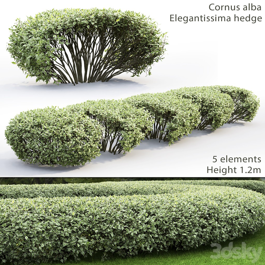 Cornus Alba Elegantissima hedge # 1