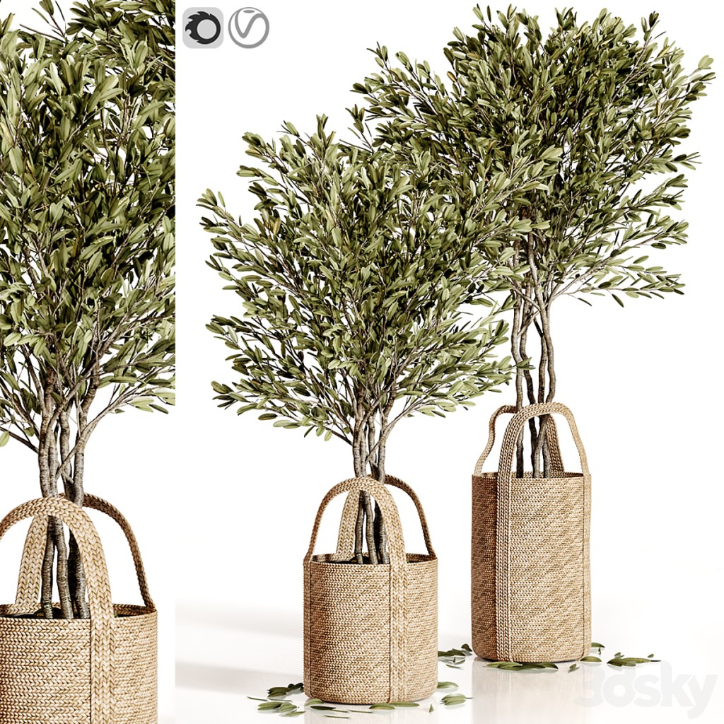 Olive trees 5