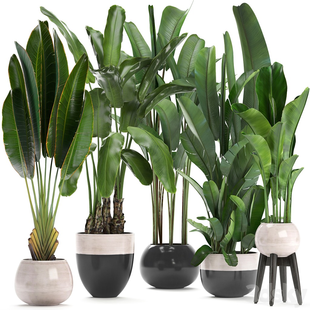 Plant collection 238. A set of palm trees, banana, strelitzia, ravenala, indoor plants, flowerpot, pot, bushes, exotic, stylish, luxury decor, eco design