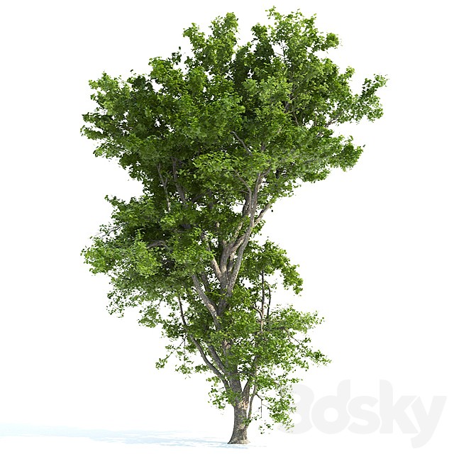 Spring tree_1