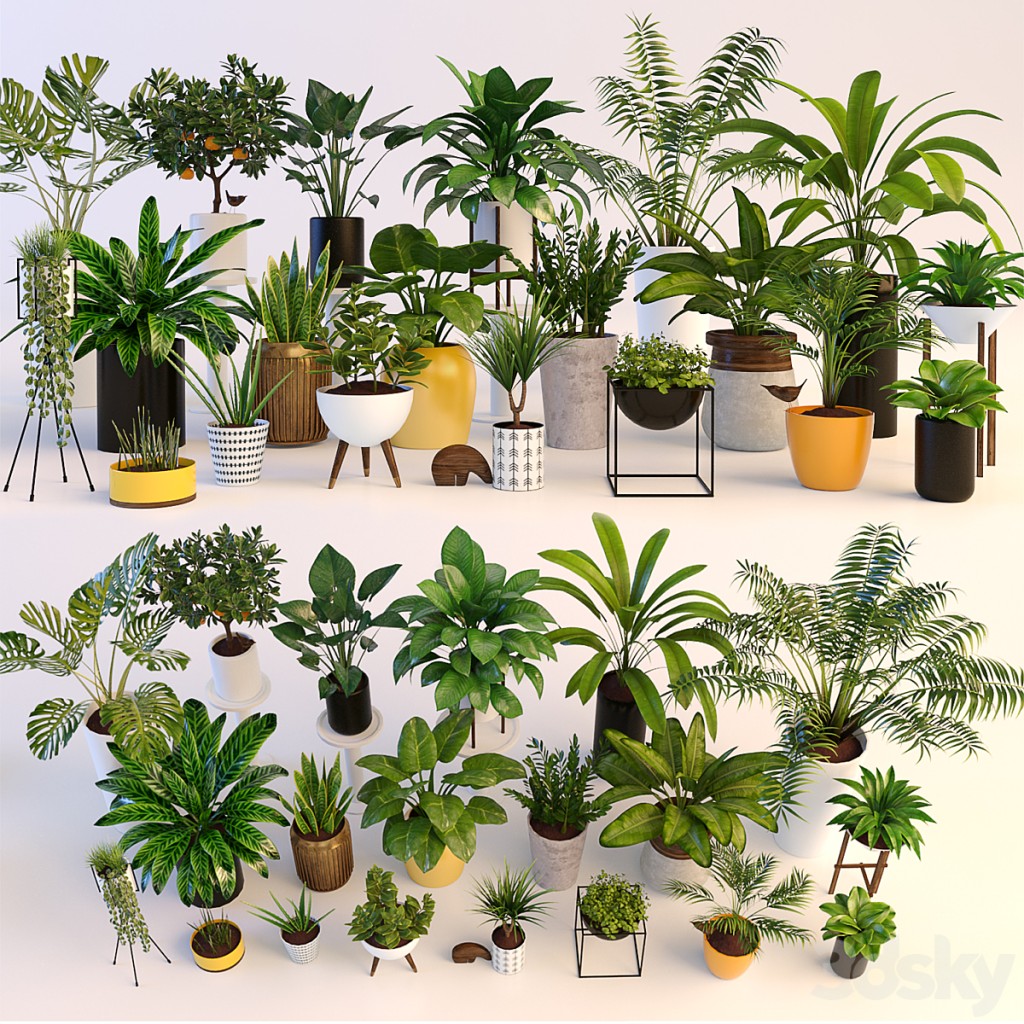 Plants