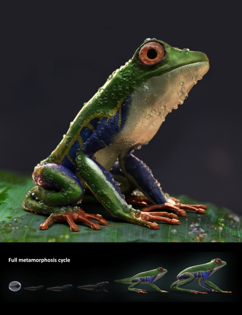 Amazon Tree Frog and Tadpole