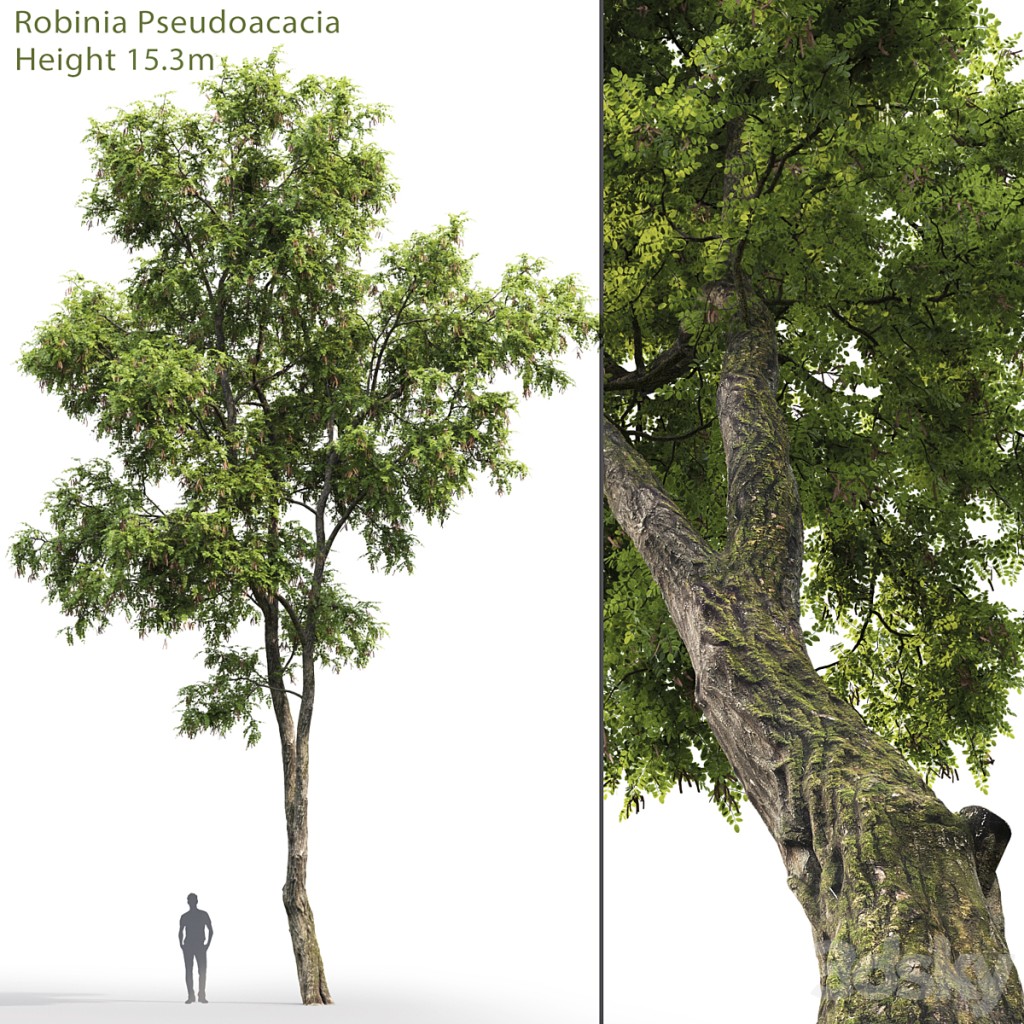Robinia Pseudoacacia