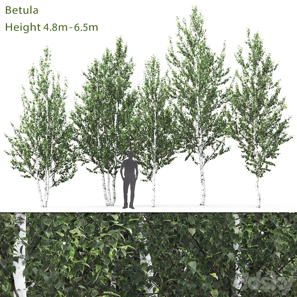 Birch