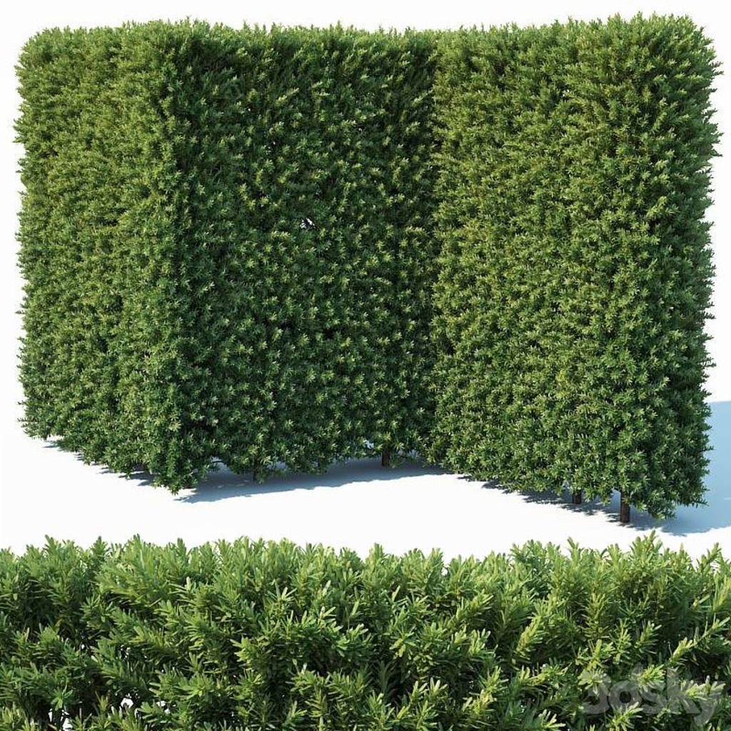 Taxus Baccata # 4 modular hedge 200cm