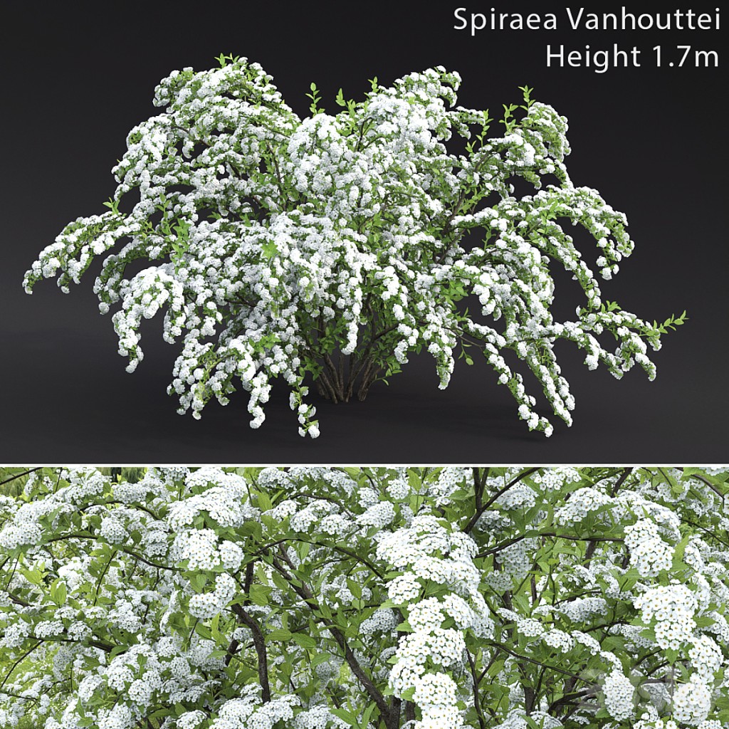 Spiraea Vanhouttei