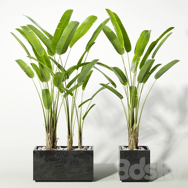 palm