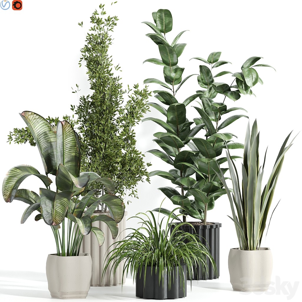 Indoor plants 38
